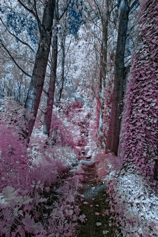 The Path of the Fairies